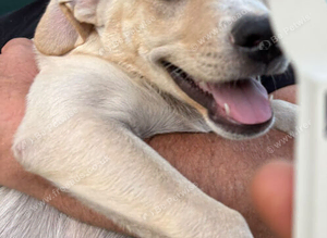 AZALEA &ndash; The Little Lap Dog Who May Not Stay Little! ️