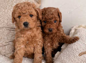 Beautiful Poochon Puppies
