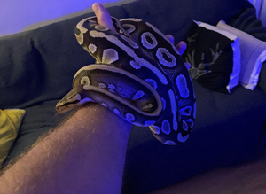 Ball python