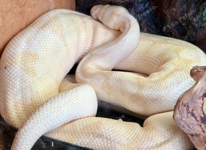 Make Royal Python