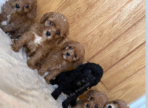 F1 cavapoo