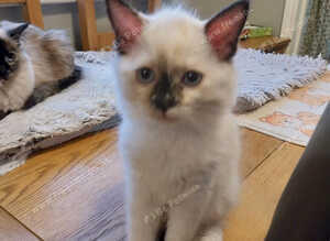 Ragdoll Kitten for sale