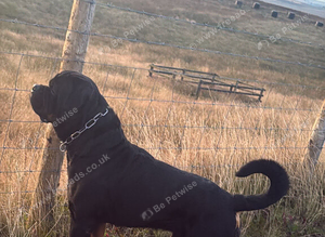 PROVEN STUD only KC reg Rottweiler