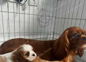 2 beautiful cavalier babies