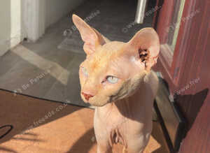 Casper