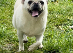 Kc registered white pug stud