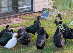 Beautiful Cayuga ducks available