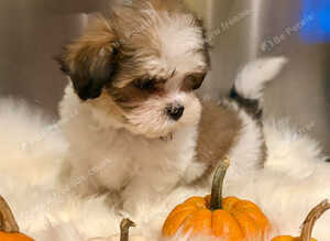 ADORABLE MALSHI PUPPIES READY NOW
