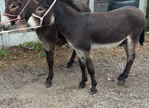Jerry & Jet 3yo & 4yo donkey geldings