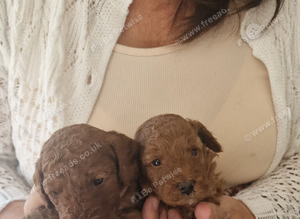 F1b  red cockapoo puppies