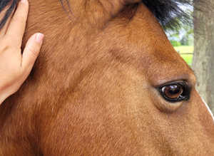 Surrey Holistic Horse Place - Community Grazing