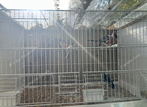 Heck's finch and jarva finch
