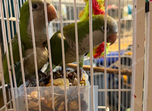 Quaker  breeding pair