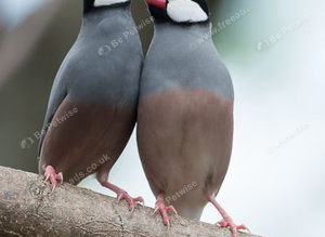 Bonded Pair Of Java