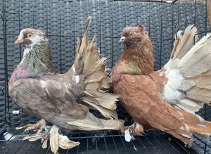 Indian fantails