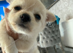 Micro teacup Pomeranian and chihuahua mix