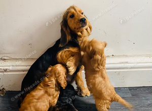 F1 Cockapoo puppies ready to leave