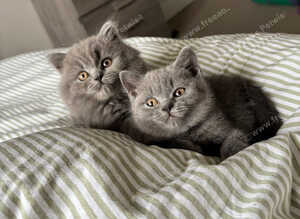 5 Chunky British shorthair girls