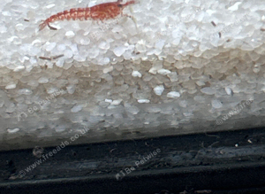Mixed shrimps