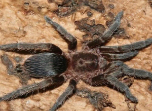 Argentinian star dwarf tarantula