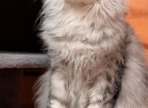 Maine Coon cat Stud services only