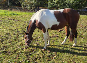 British warmblood filly