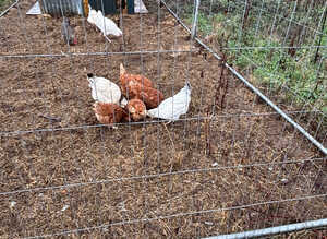 Flock of hens
