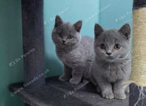 British Shorthair kittens
