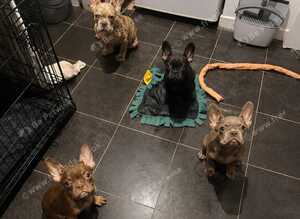 QUALITY FRENCH BULLDOGS