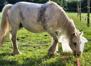 Welsh x Mare 13 years young