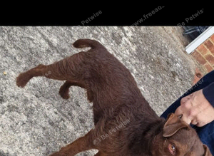 Cracking Stud Dog