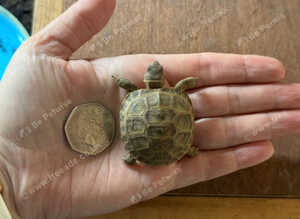Horsfield (Russian) tortoise hatchlings, 2026, for sale