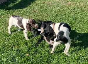 KC Registered Springer Spaniel Puppies