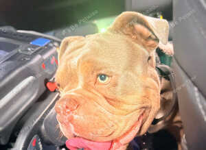 10 month Loving Dorset Old Tyme Bulldogge