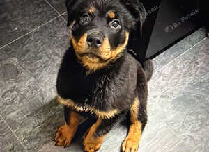 11wks Old Rottweiler Puppy