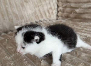 4. a kitten
