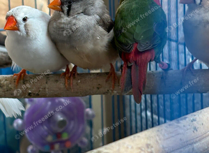Kakarikis finches gouldians alexanderine others