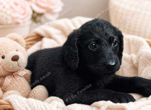Beautiful Black Wavy Medium Labradoodle Girl - Born 11 August
