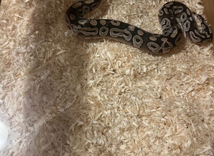 Needs new home
