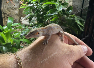 Orange Stripe Gargoyle Geckos