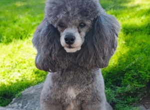 Toy Poodle  Silver Stud KC Reg'd