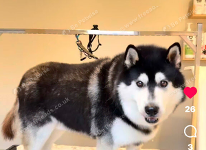 Siberian huskie