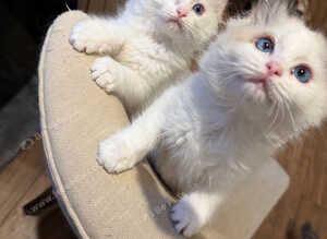 Stunning ragdoll kittens last baby girl reduced
