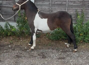 Patch 2yo miniature Shetland gelding
