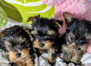 Beautiful Yorkshire Terrier Puppies