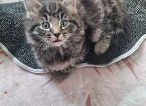 beautiful tabby kitten