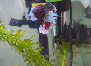 Betta fish bubbles