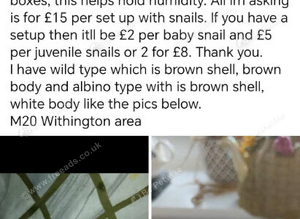 Giant African land snails