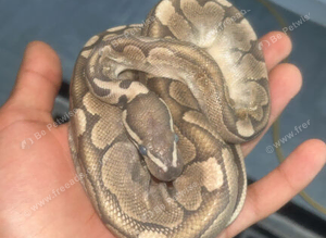 2 ball pythons