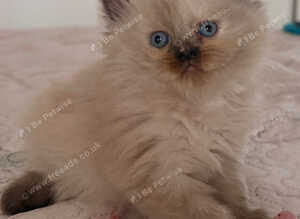 Ragdoll x Persian